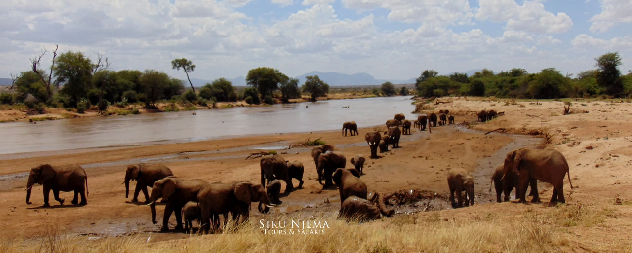 Elephant herd at the banks of the Ewaso Nyiro River in Samburu National Reserve